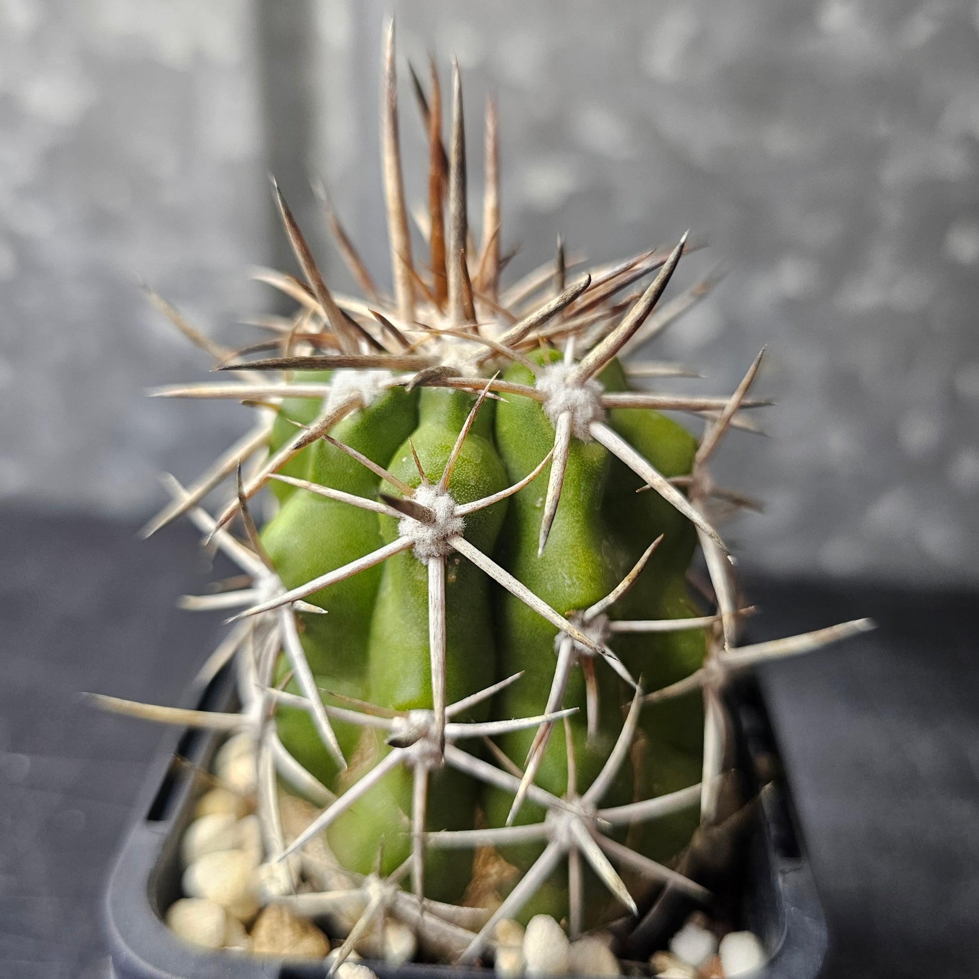 Copiapoa alticostata, cactus with green body and fierce spines, collection royalty.