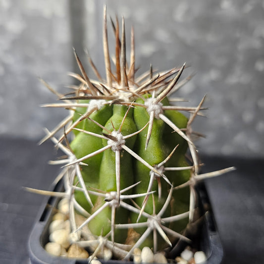 Copiapoa alticostata, cactus with green body and fierce spines, collection royalty.