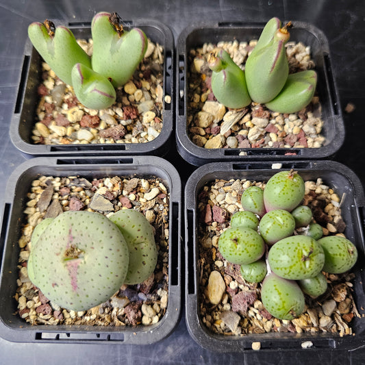 Conophytum bundle - 4 plants (Miniature Marvels)