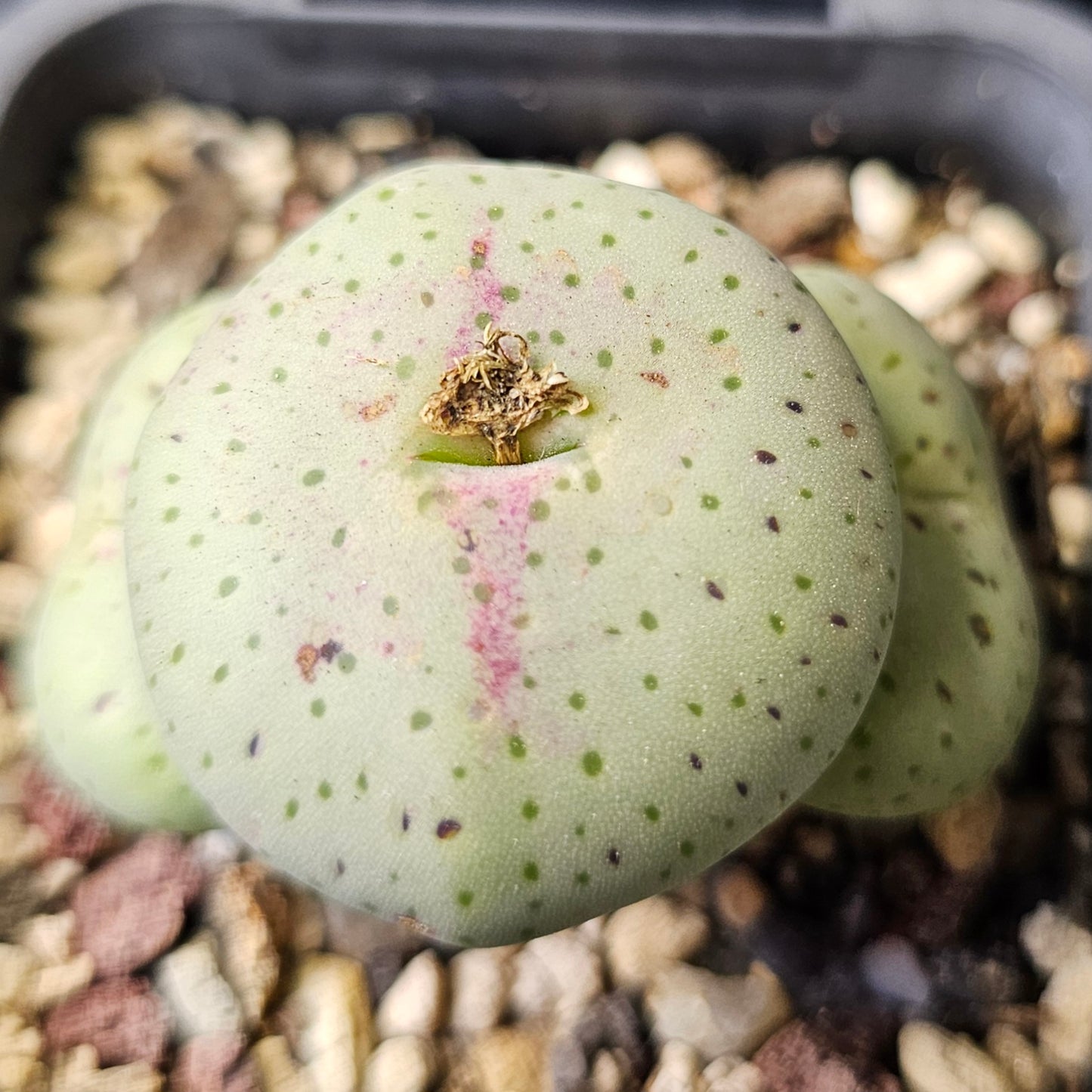 Conophytum bundle - 4 plants (Miniature Marvels)