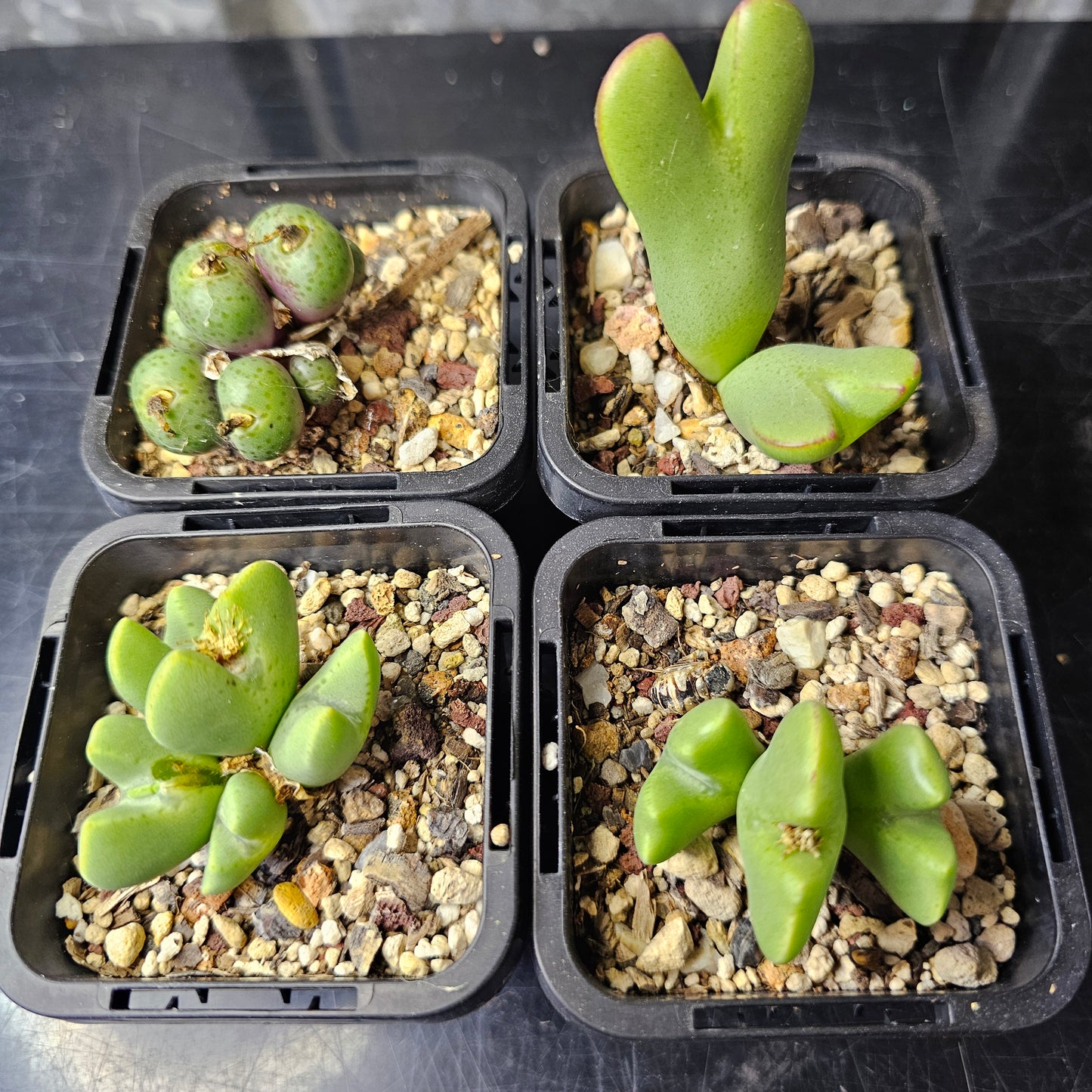 Conophytum bundle – 4 plants (Mixed Selection)