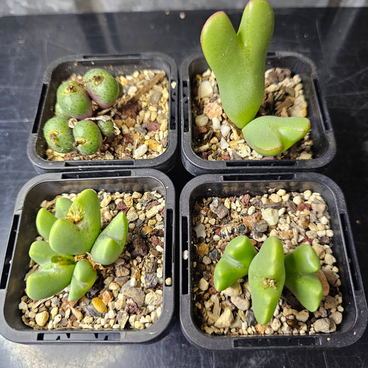 Conophytum bundle – 4 plants (Mixed Selection)