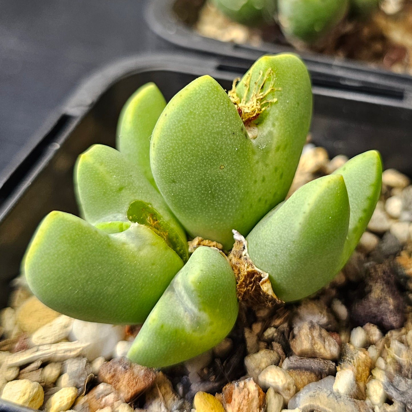 Conophytum bundle – 4 plants (Mixed Selection)
