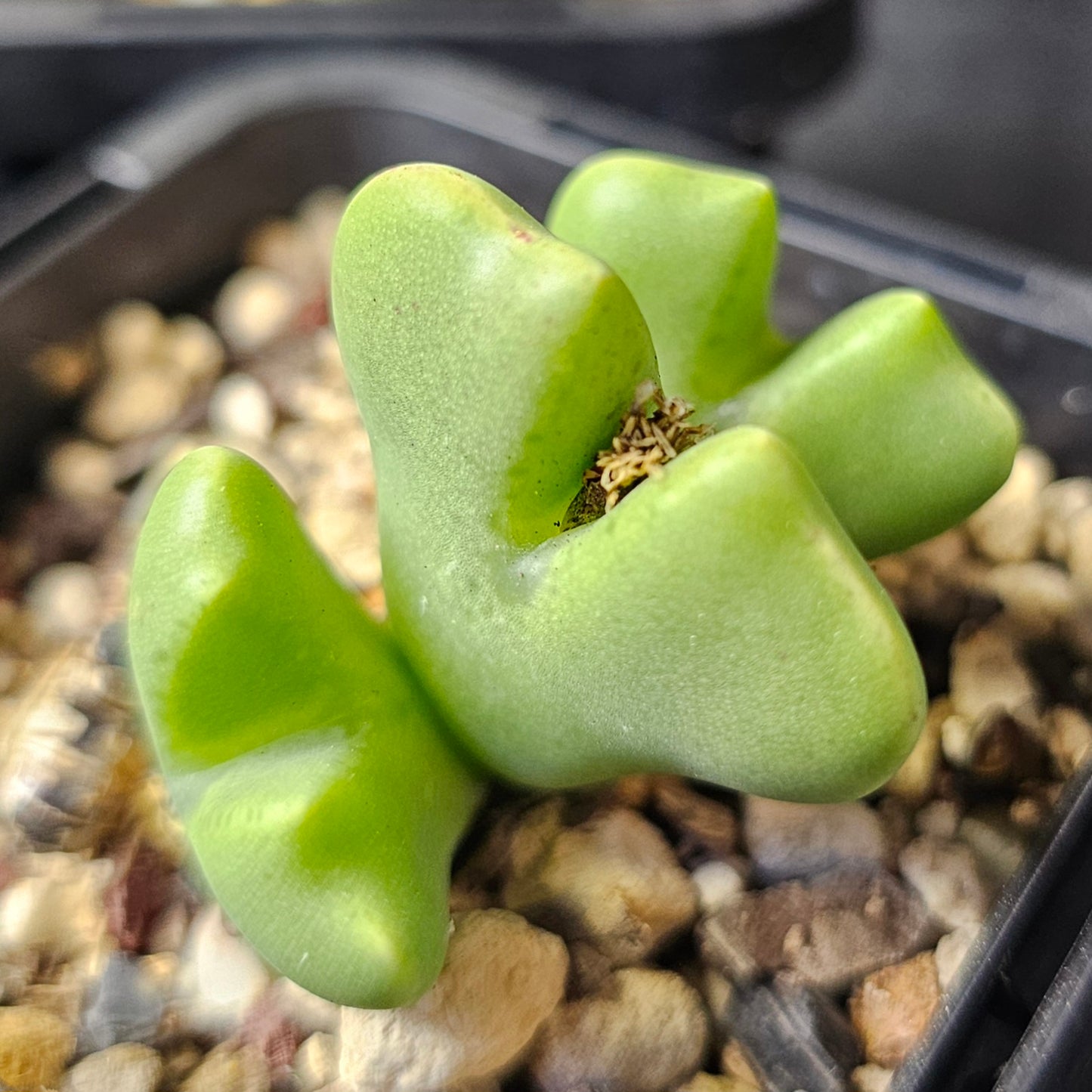 Conophytum bundle – 4 plants (Mixed Selection)