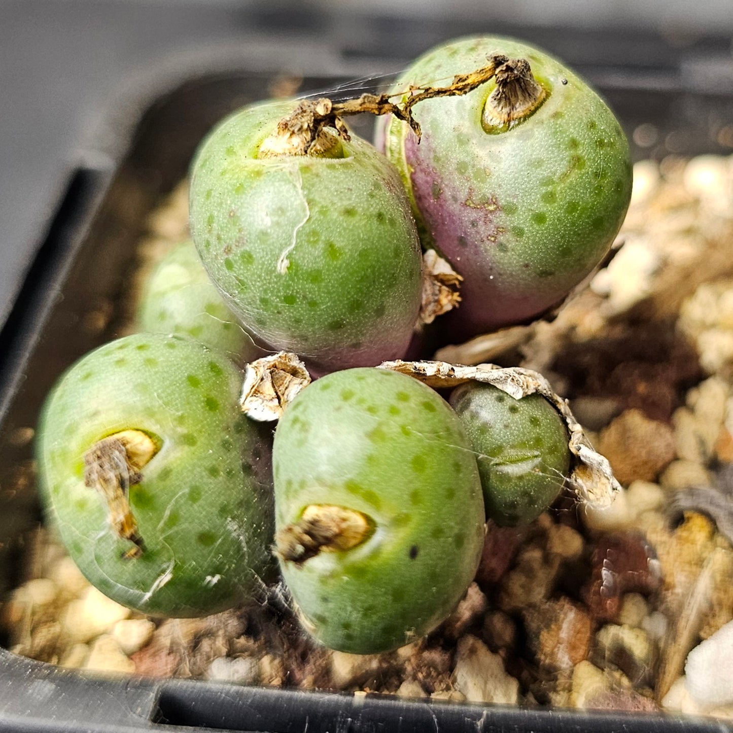 Conophytum bundle – 4 plants (Mixed Selection)