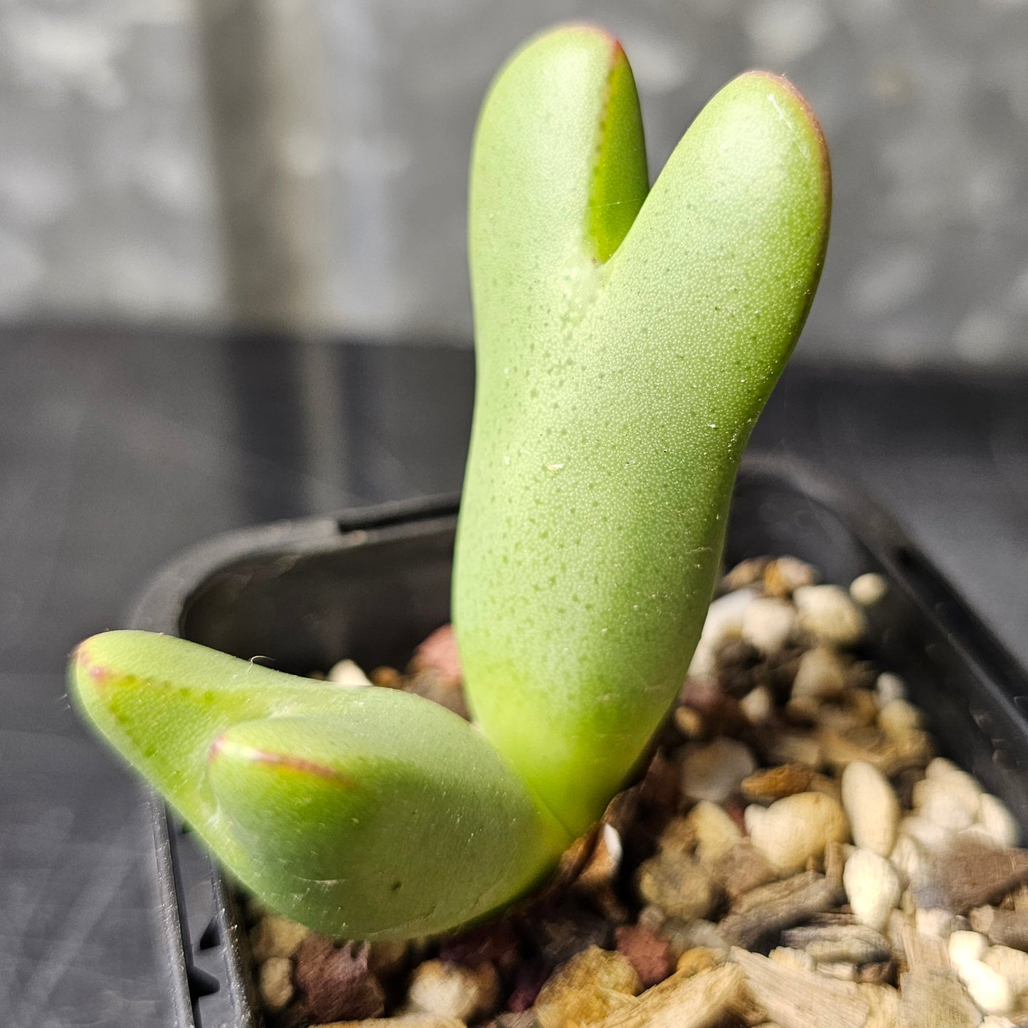 Conophytum bundle – 4 plants (Mixed Selection)