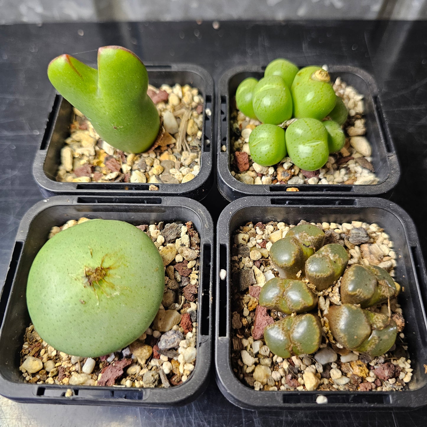 Conophytum bundle - 4 plants (Winter Charm)