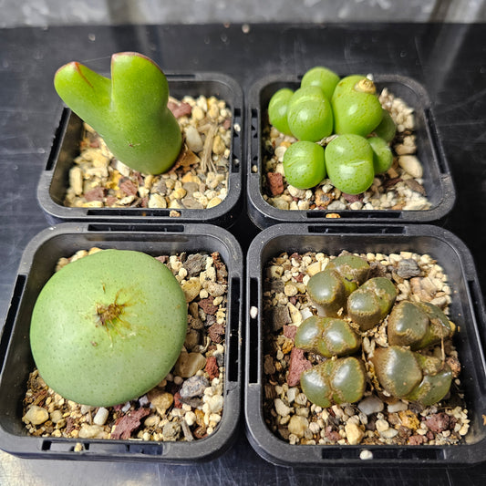 Conophytum bundle - 4 plants (Winter Charm)