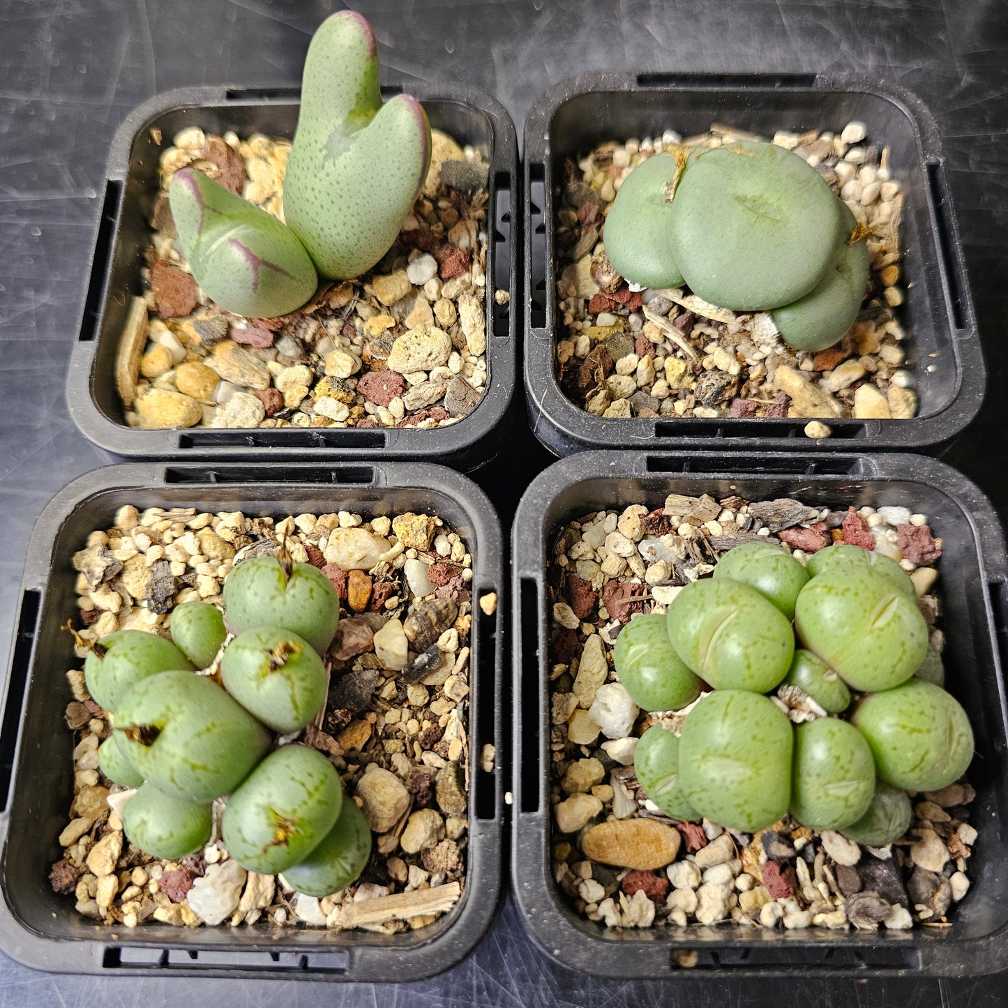 Conophytum bundle – 4 plants (Quirky Mix)