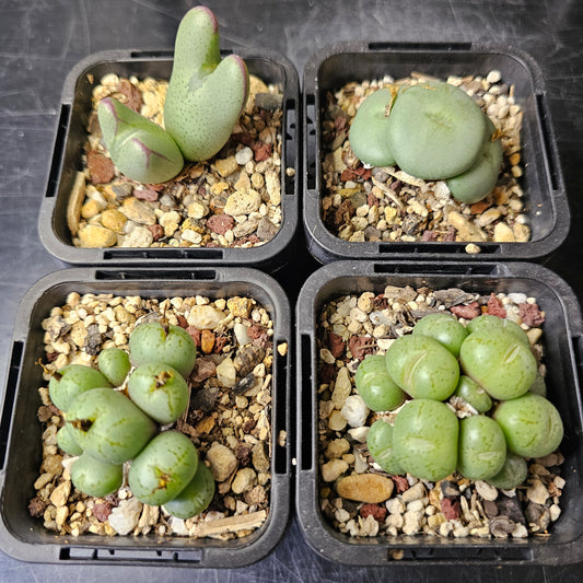 Conophytum bundle – 4 plants (Quirky Mix)