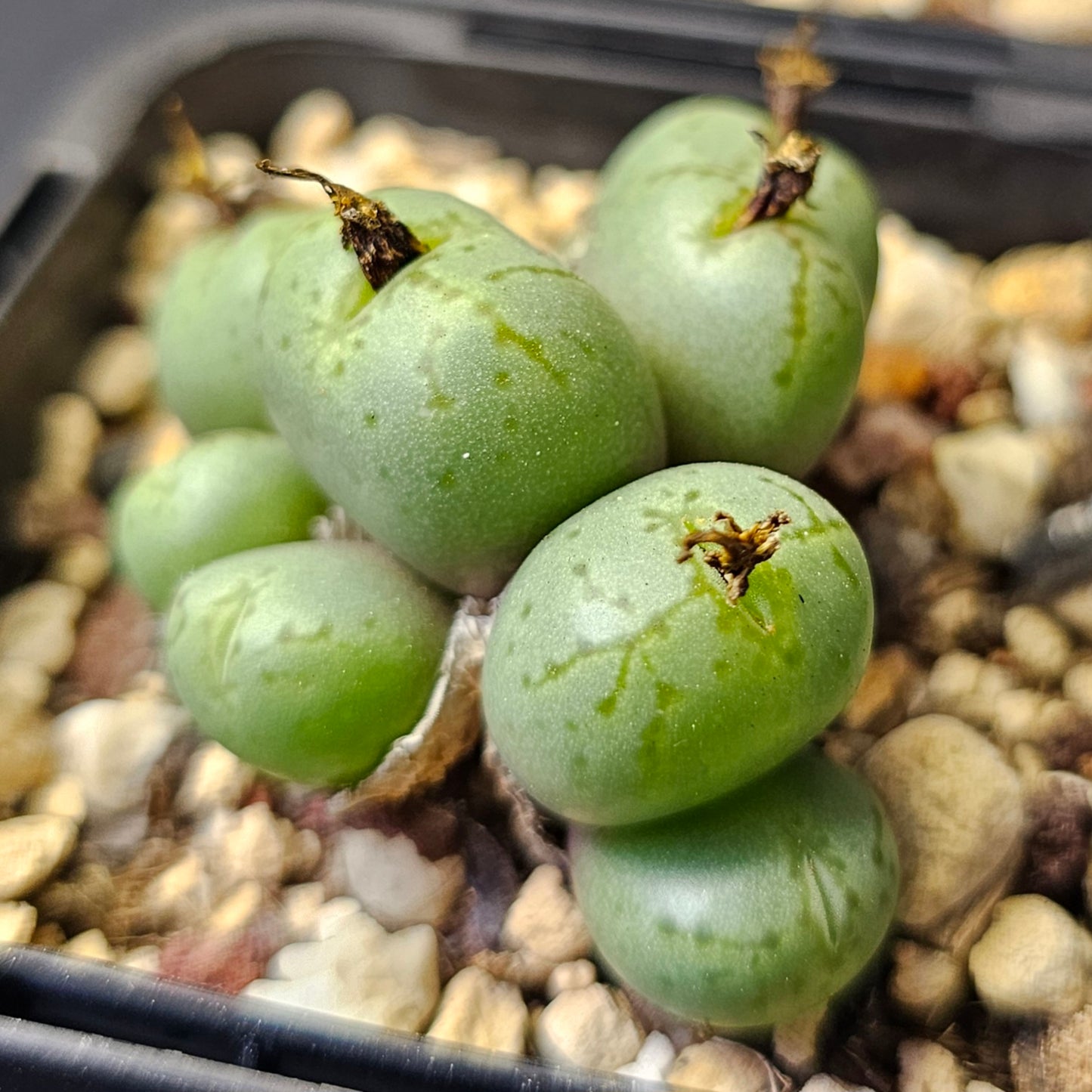 Conophytum bundle – 4 plants (Quirky Mix)