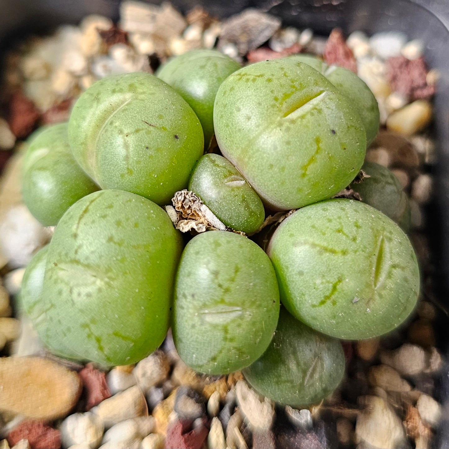 Conophytum bundle – 4 plants (Quirky Mix)