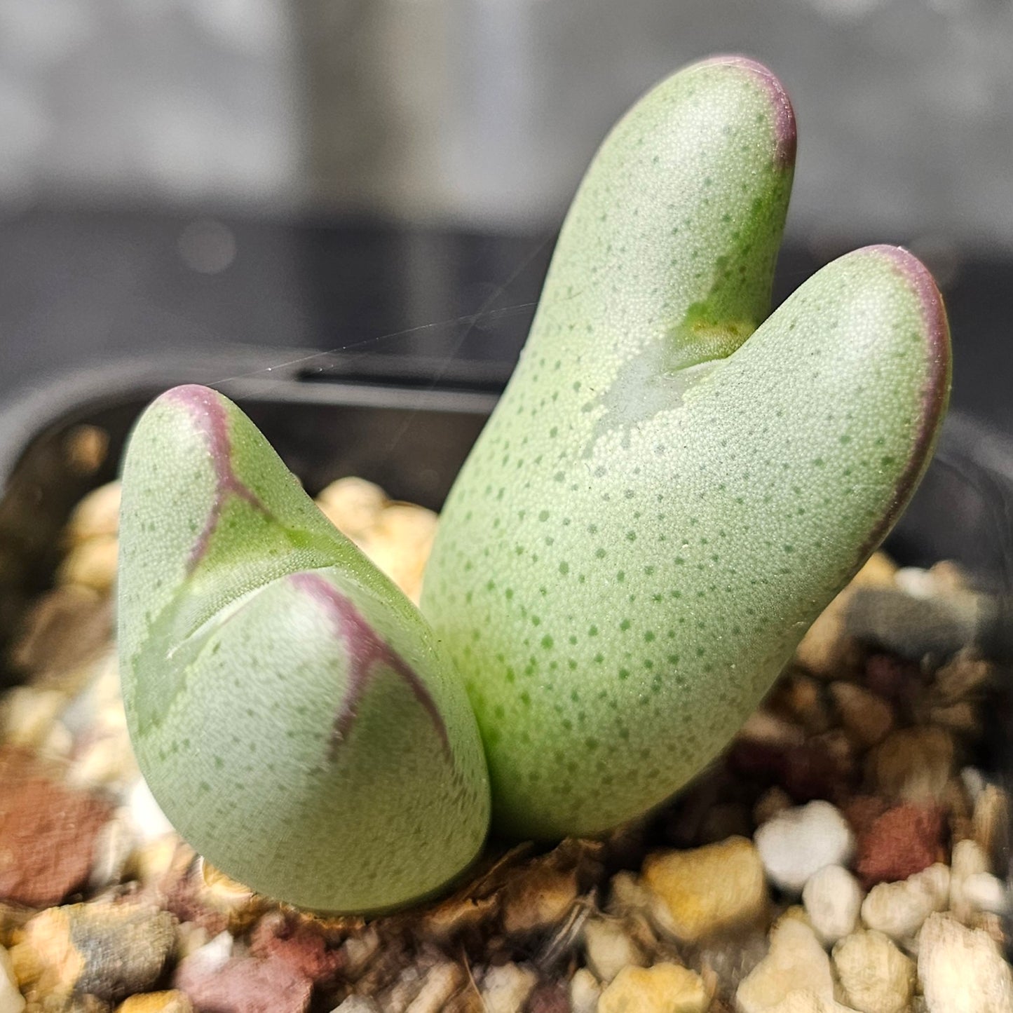 Conophytum bundle – 4 plants (Quirky Mix)