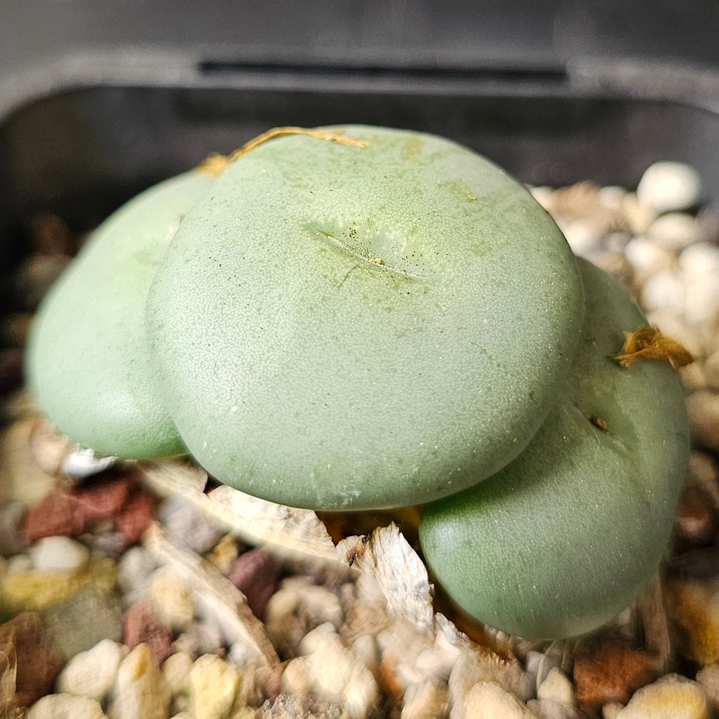 Conophytum bundle – 4 plants (Quirky Mix)