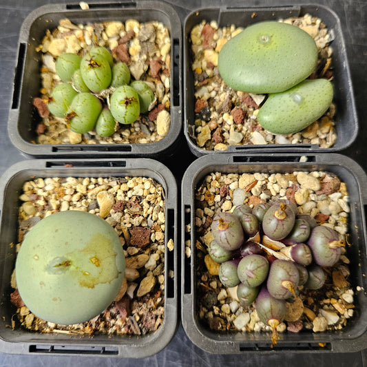 Conophytum bundle – 4 plants (Miniature Gems)