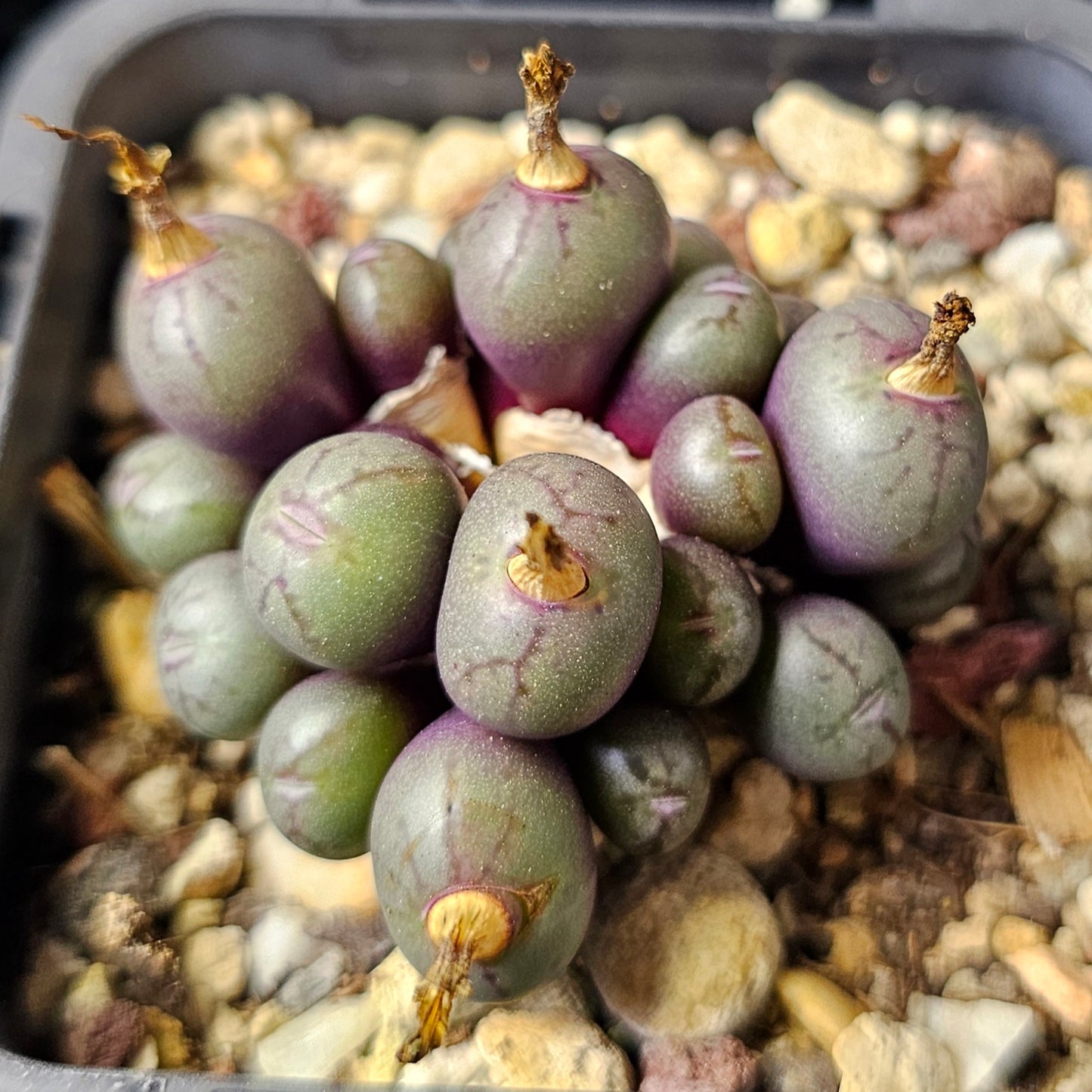 Conophytum bundle – 4 plants (Miniature Gems)
