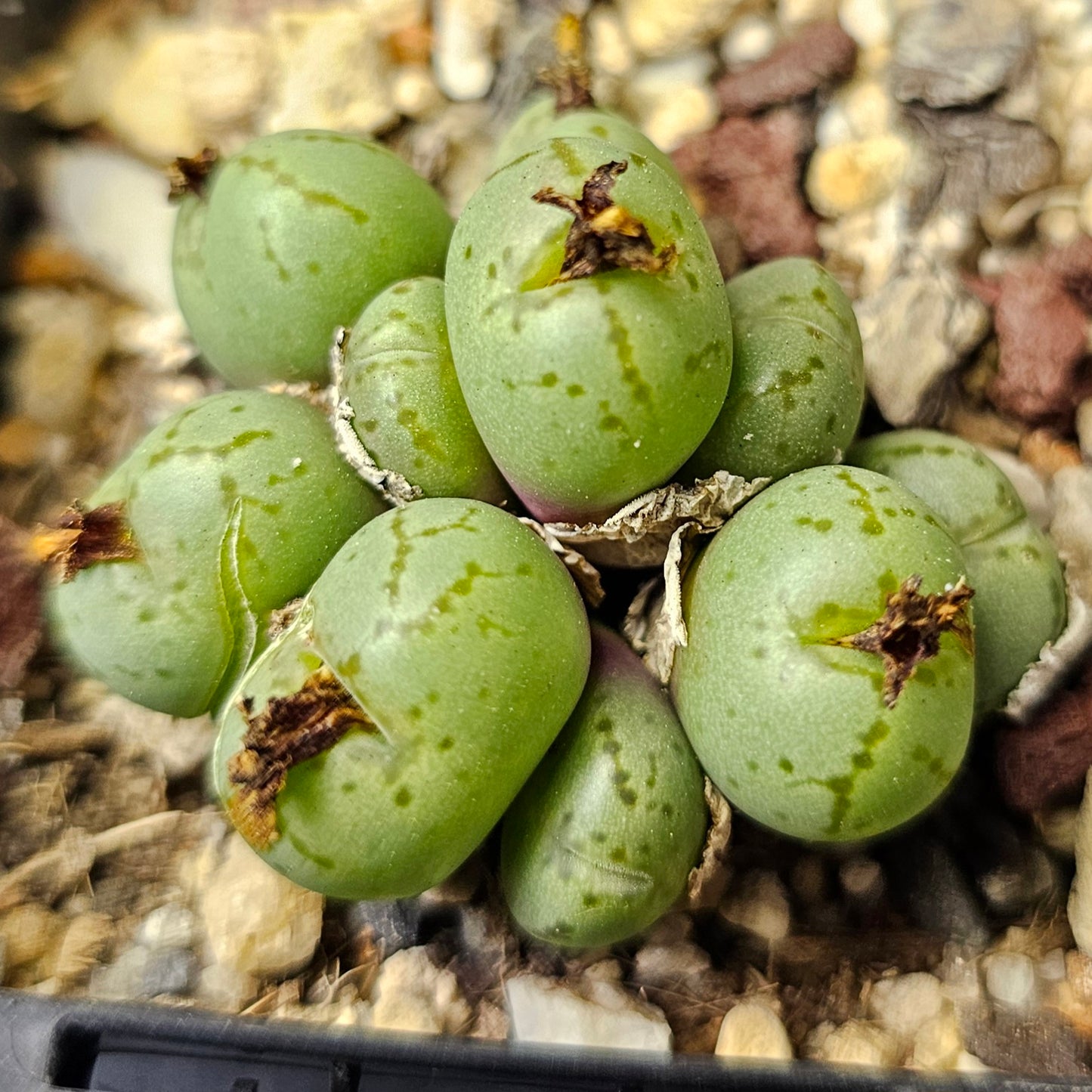 Conophytum bundle – 4 plants (Miniature Gems)