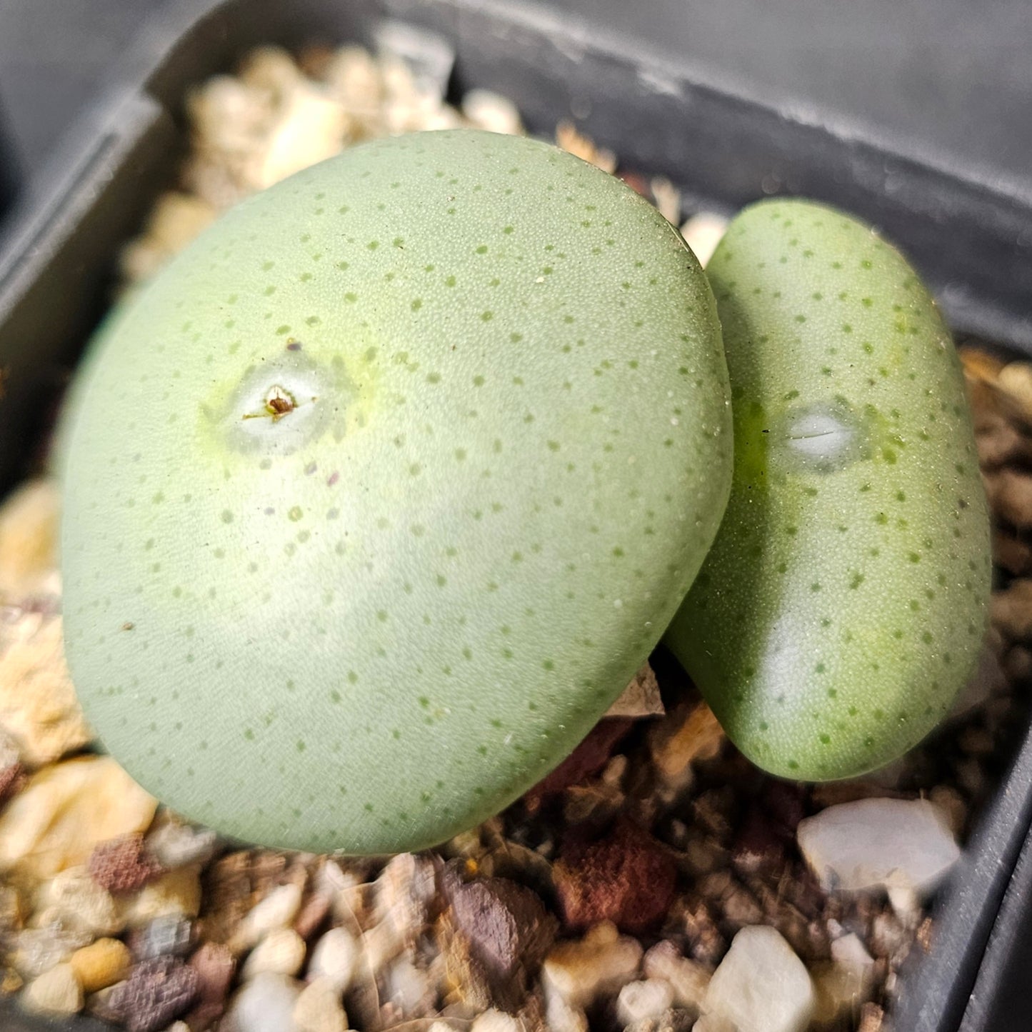 Conophytum bundle – 4 plants (Miniature Gems)