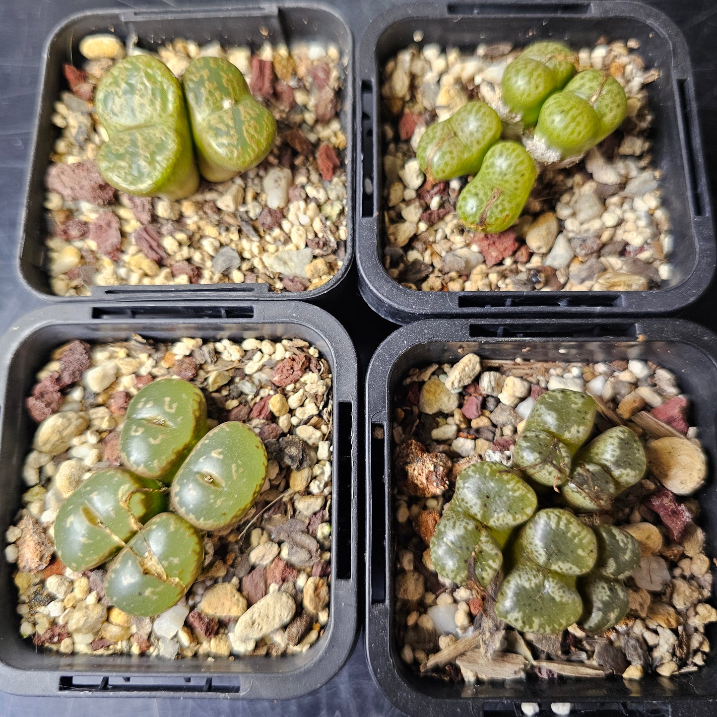 Conophytum bundle – 4 plants (Planter Perfect)