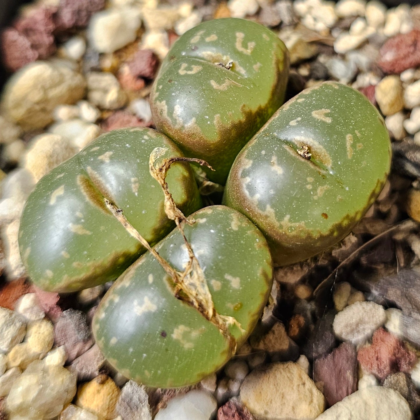 Conophytum bundle – 4 plants (Planter Perfect)