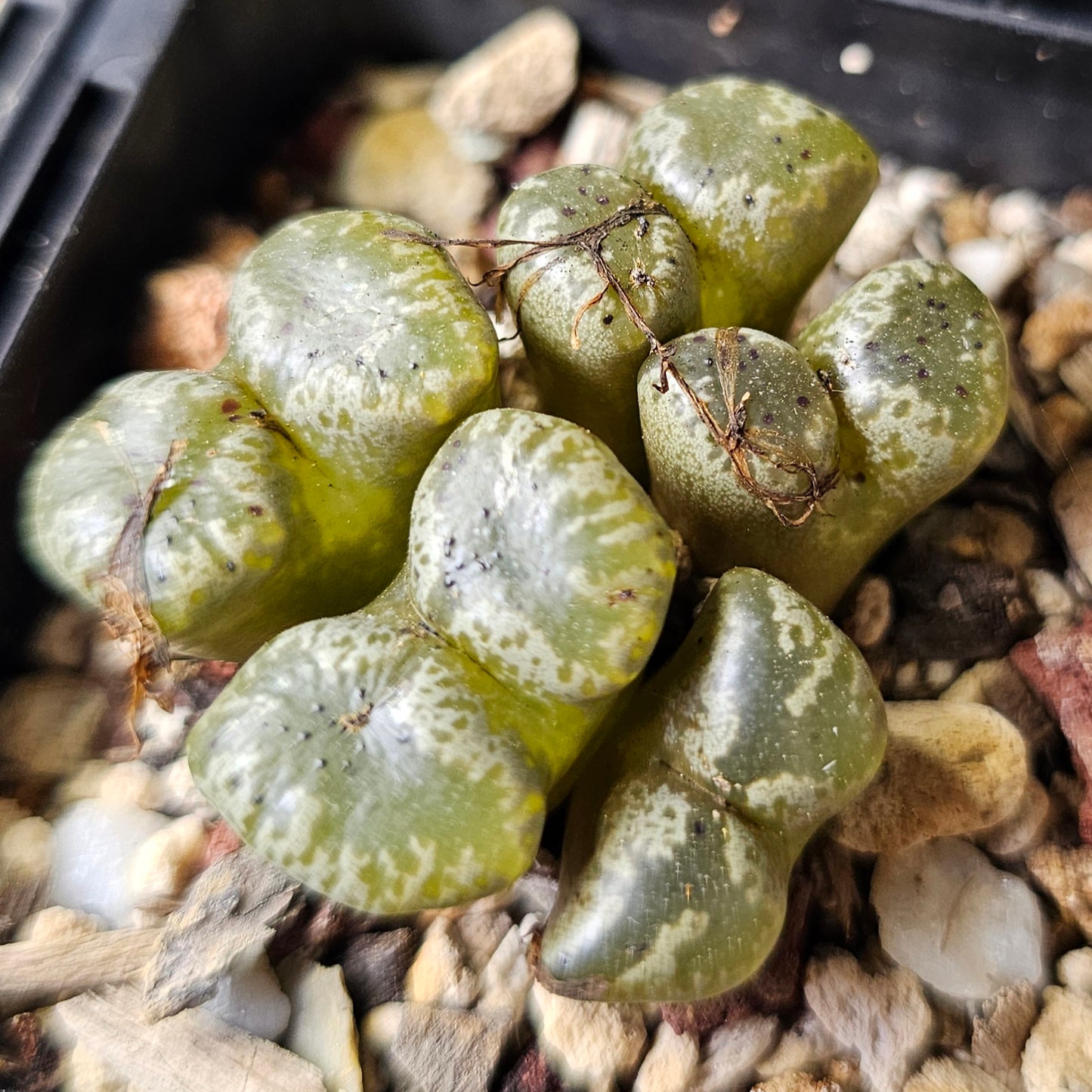Conophytum bundle – 4 plants (Planter Perfect)