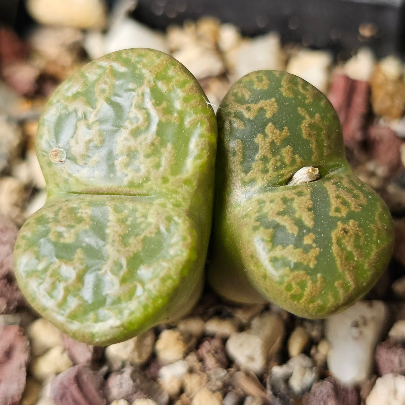 Conophytum bundle – 4 plants (Planter Perfect)