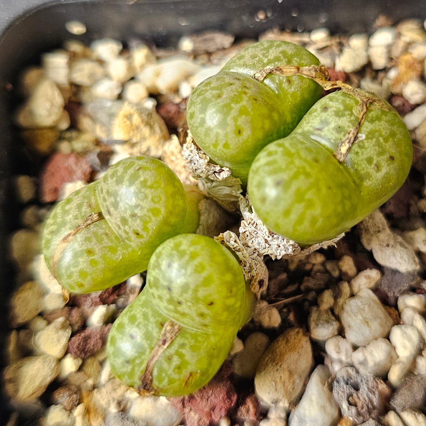 Conophytum bundle – 4 plants (Planter Perfect)