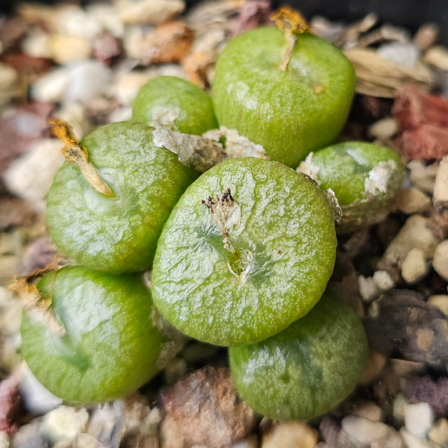 Conophytum bundle – 4 plants (Seasonal Surprise)