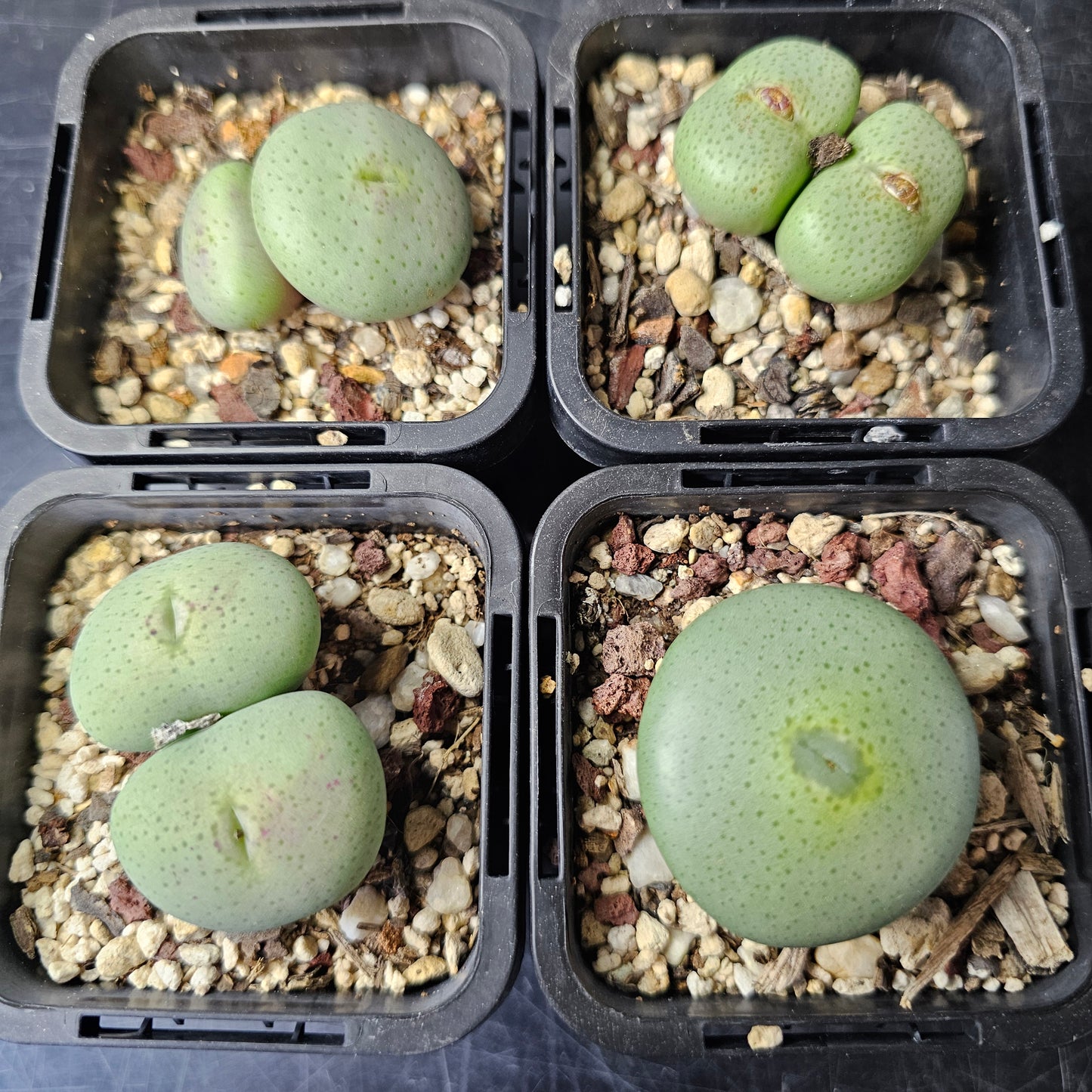Conophytum bundle – 4 plants (Winter Wonders)