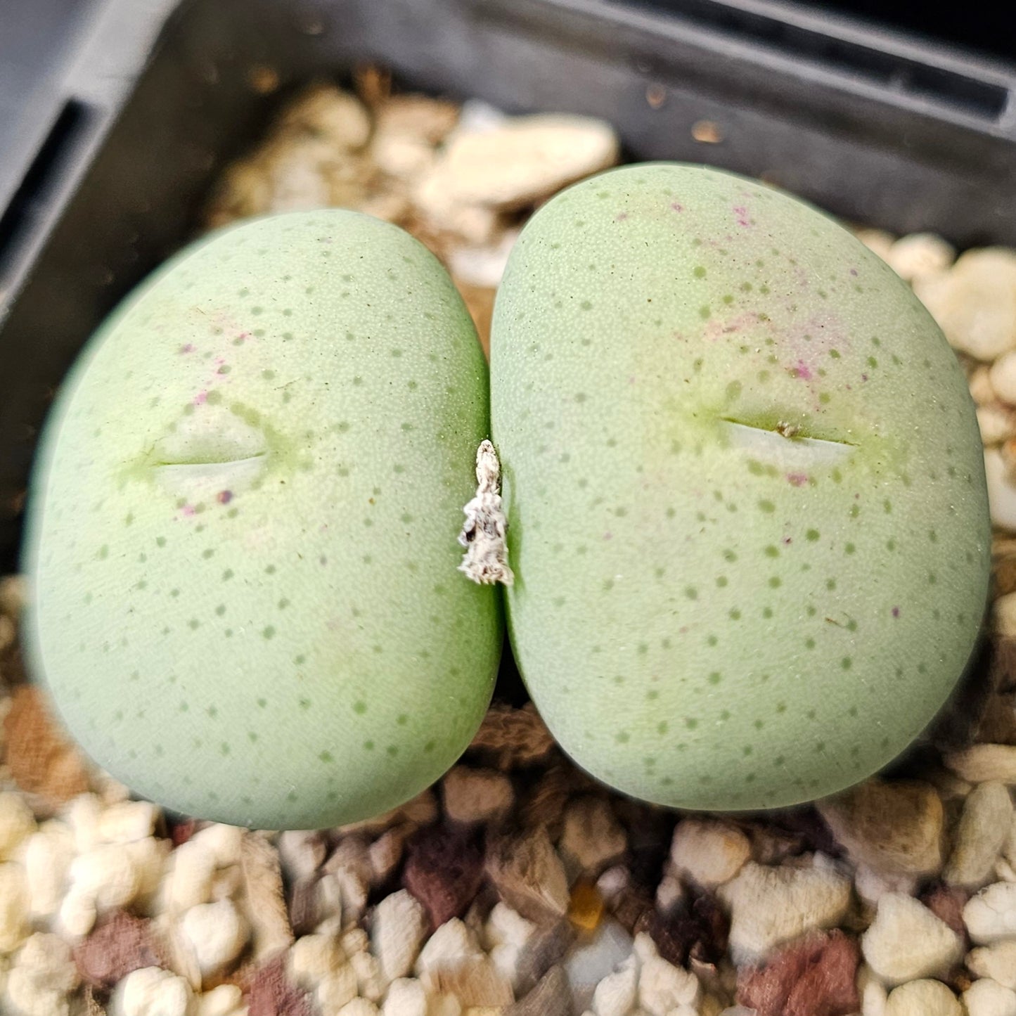Conophytum bundle – 4 plants (Winter Wonders)