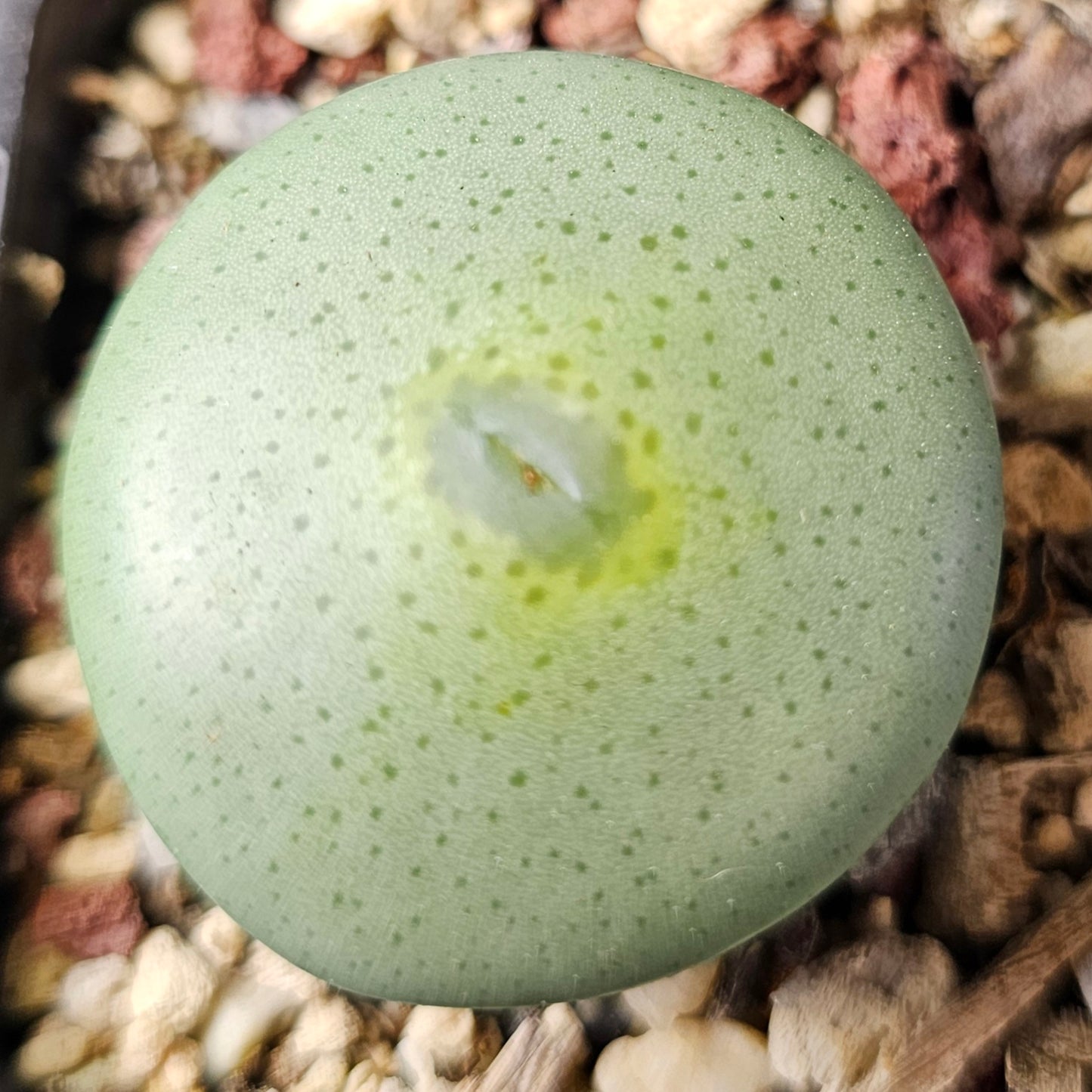 Conophytum bundle – 4 plants (Winter Wonders)