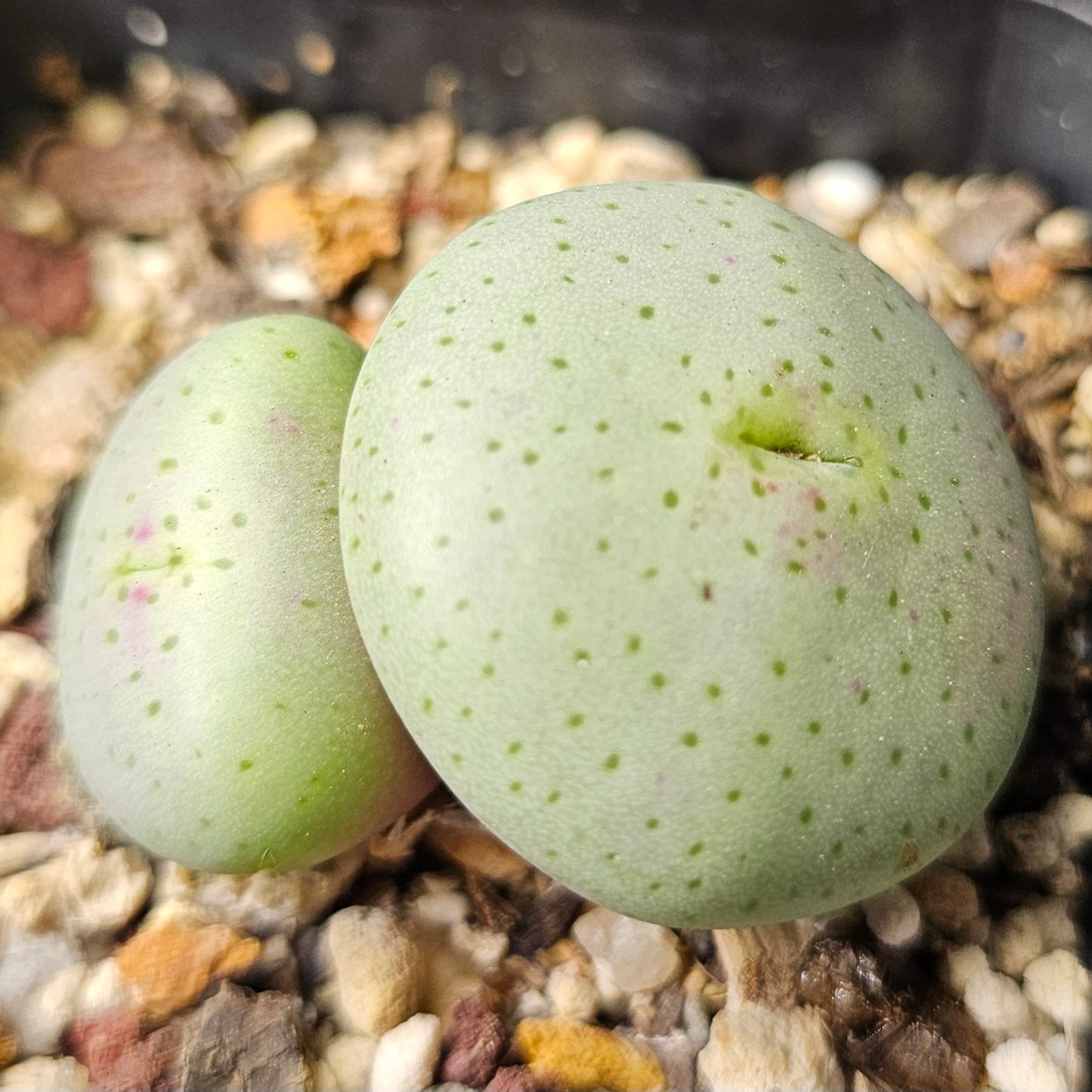 Conophytum bundle – 4 plants (Winter Wonders)