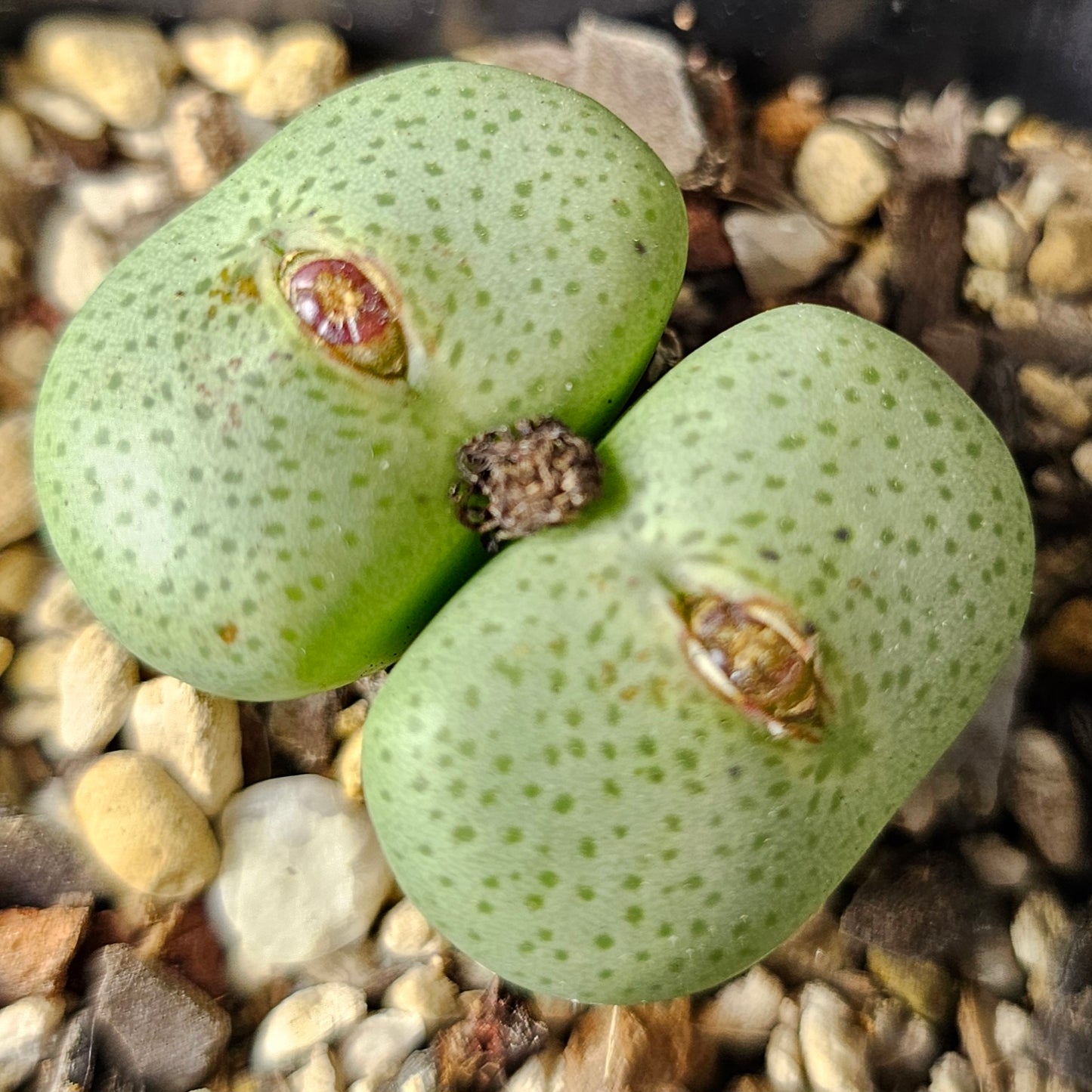 Conophytum bundle – 4 plants (Winter Wonders)