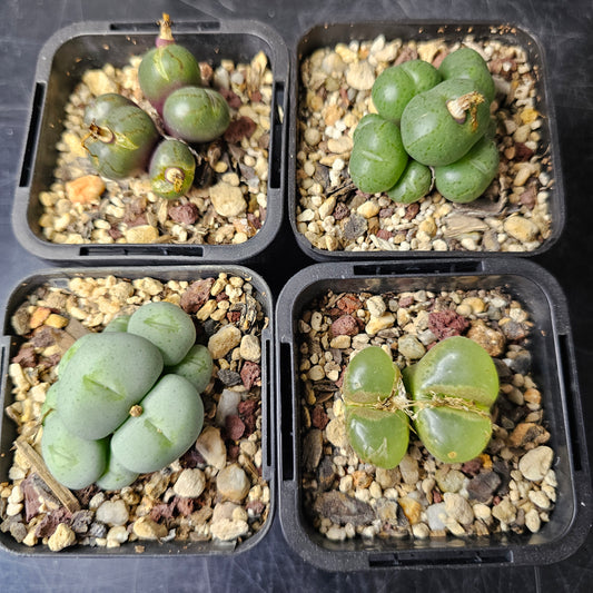 Conophytum bundle – 4 plants (Curious Characters)