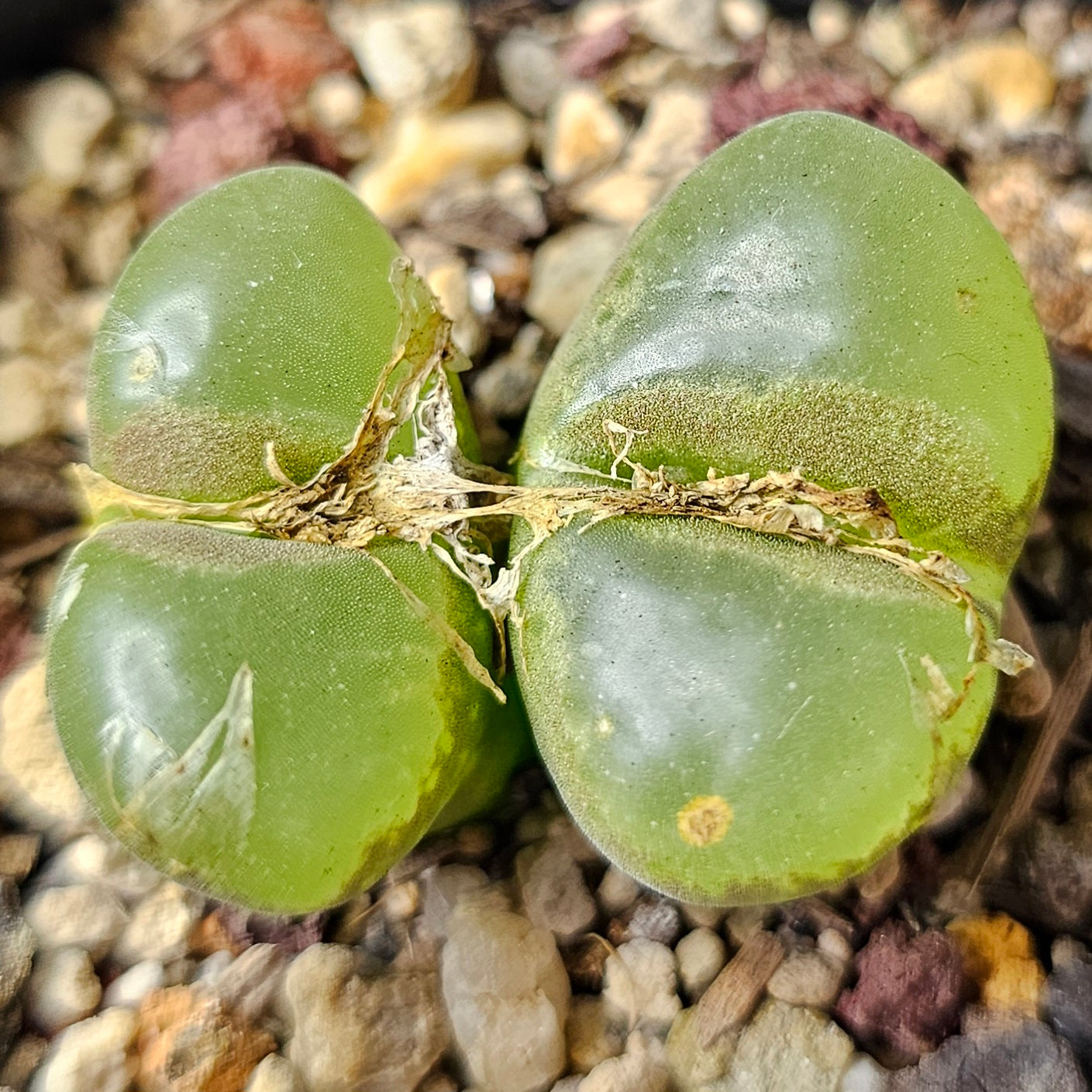 Conophytum bundle – 4 plants (Curious Characters)
