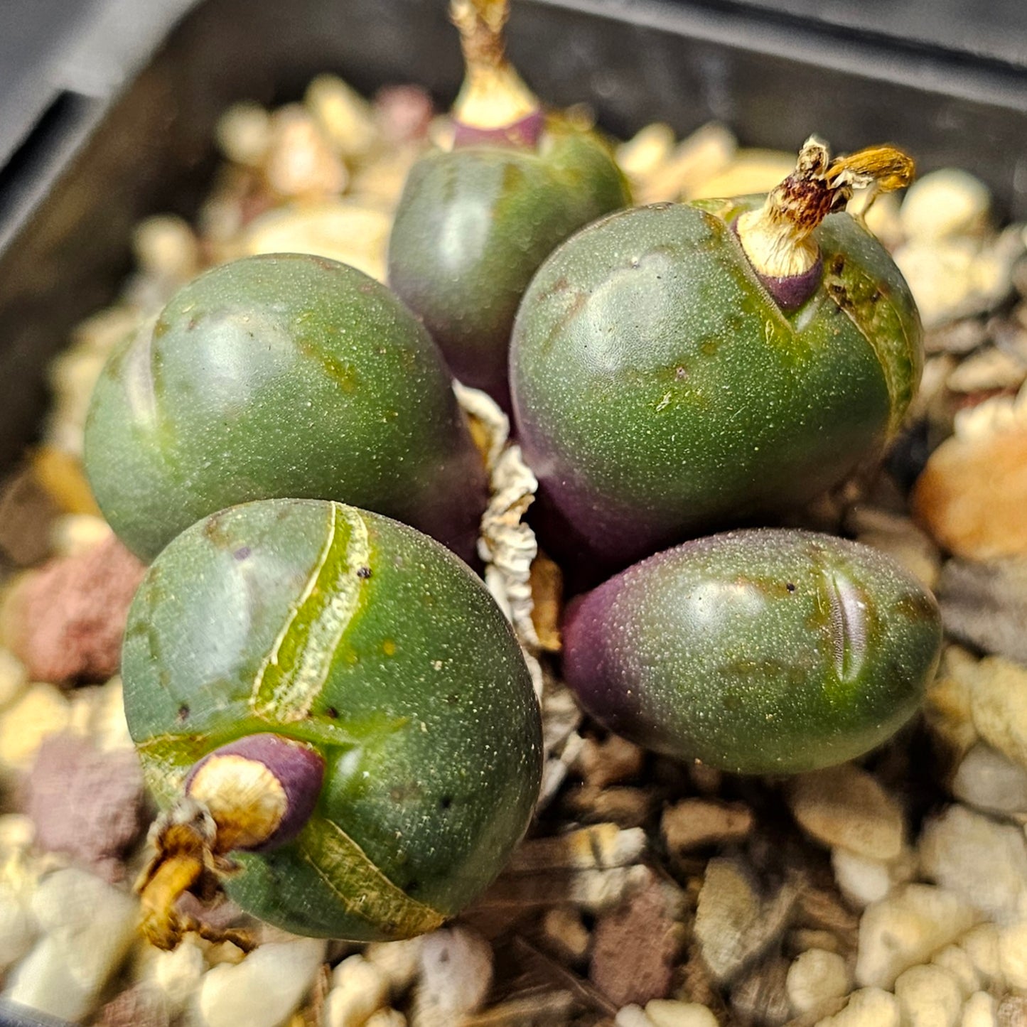 Conophytum bundle – 4 plants (Curious Characters)