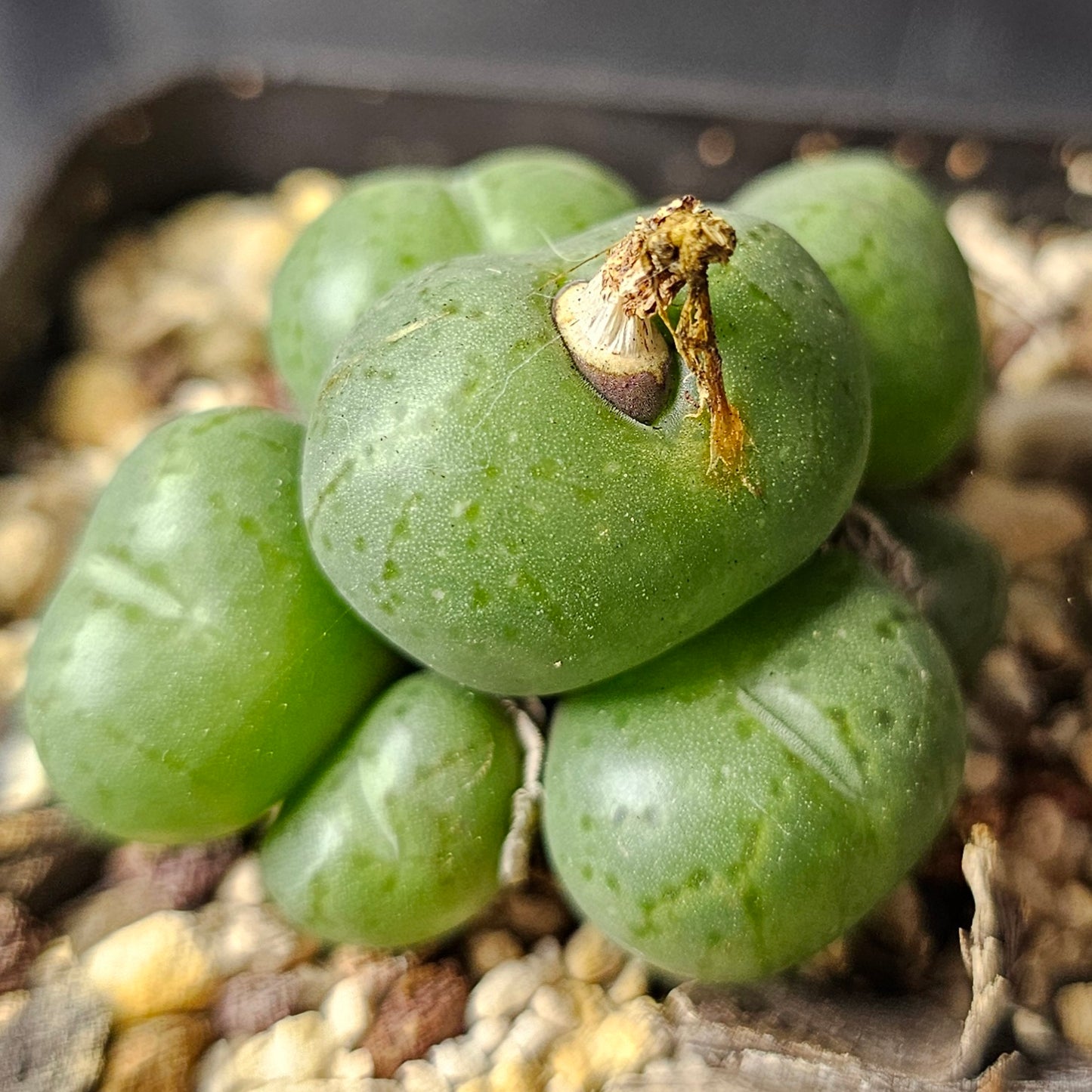 Conophytum bundle – 4 plants (Curious Characters)