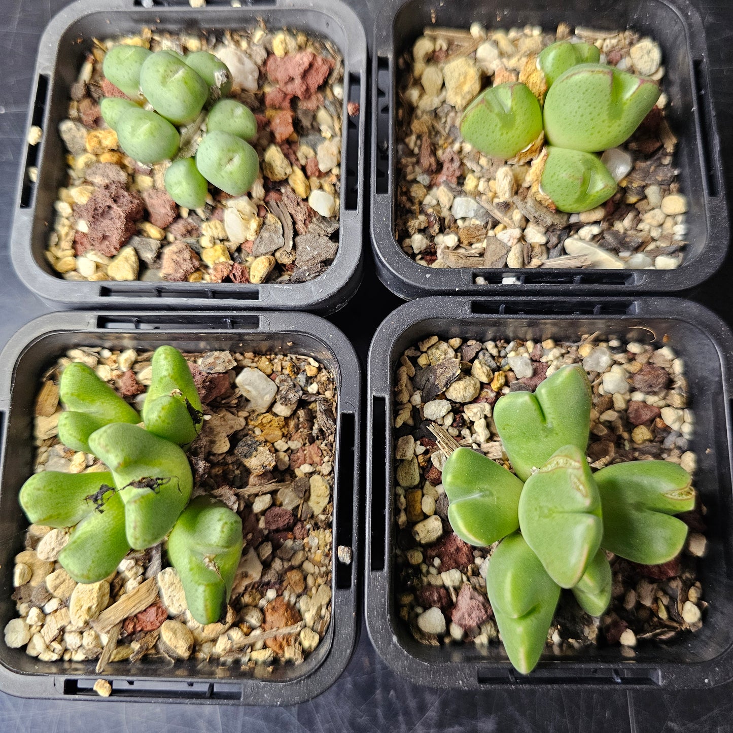 Conophytum bundle – 4 plants (Mixed Miniatures)