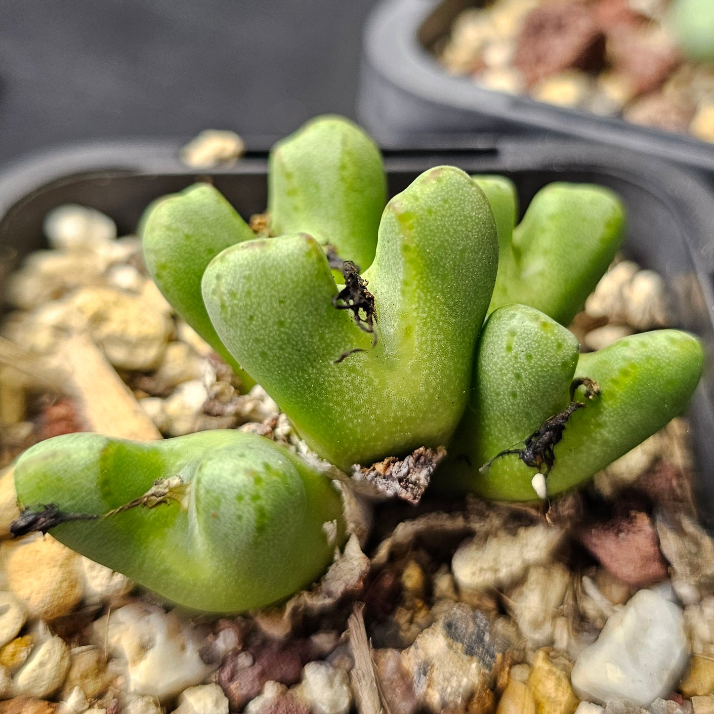 Conophytum bundle – 4 plants (Mixed Miniatures)