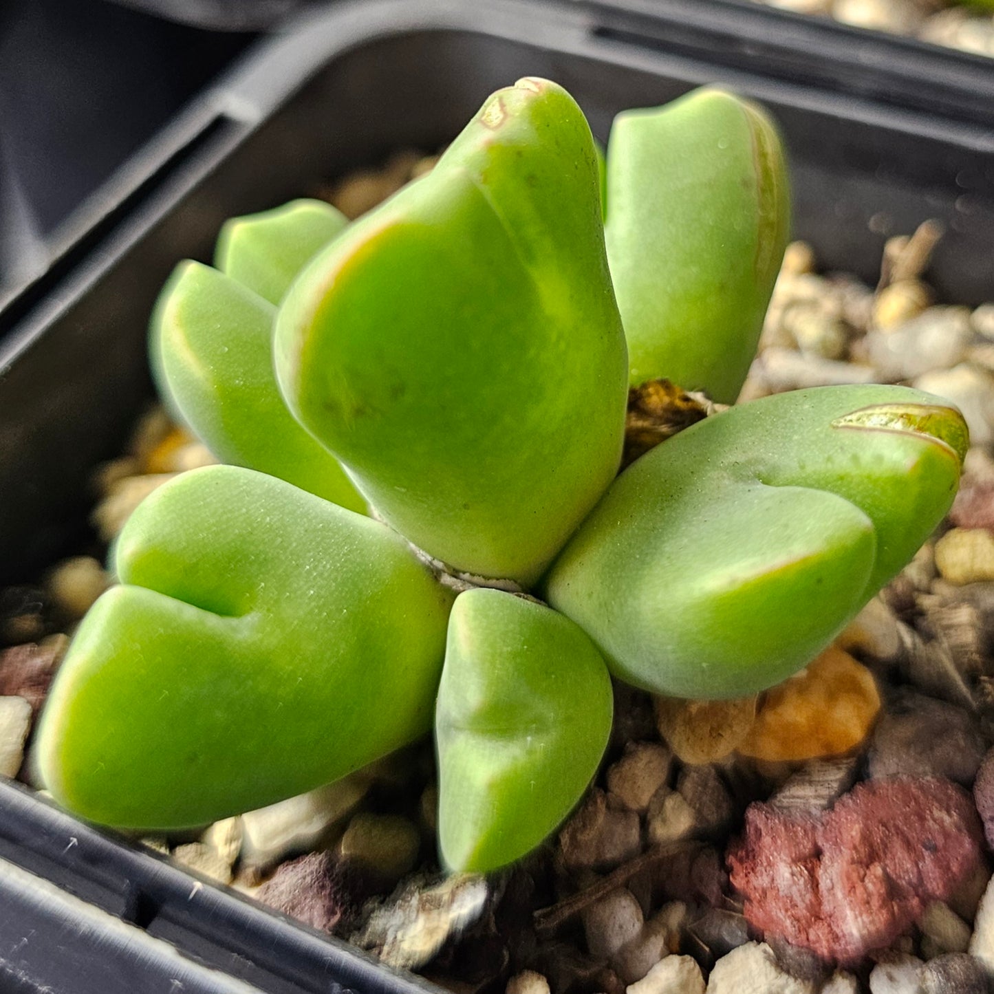 Conophytum bundle – 4 plants (Mixed Miniatures)