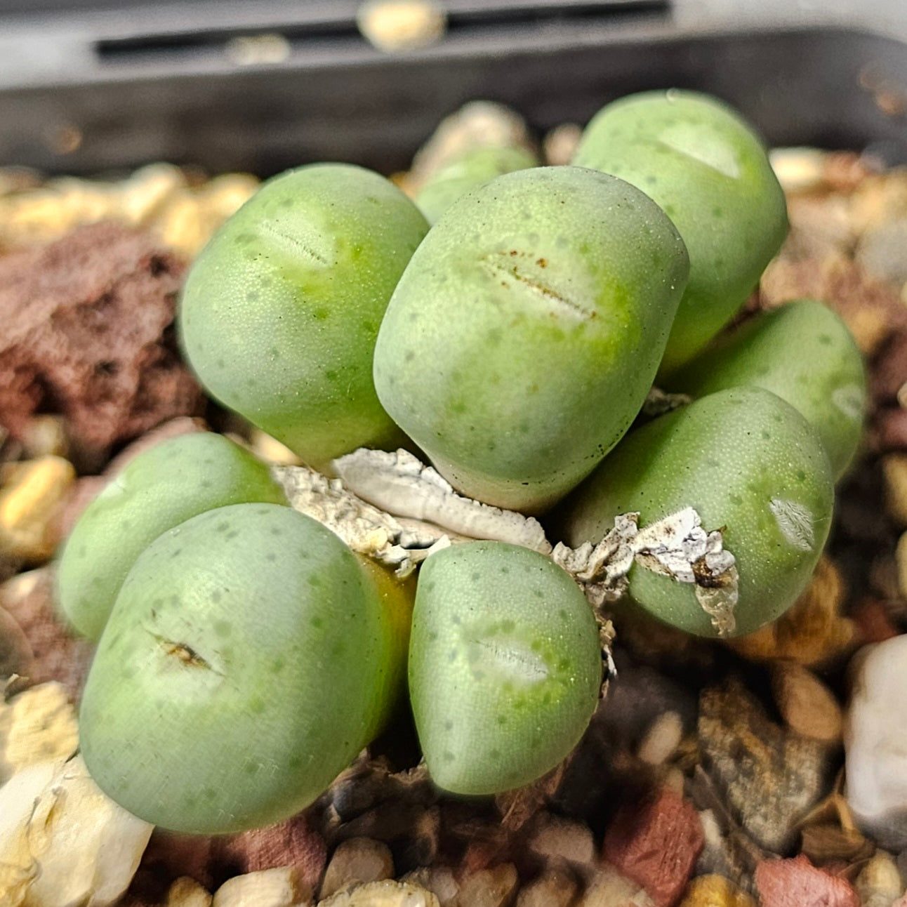 Conophytum bundle – 4 plants (Mixed Miniatures)