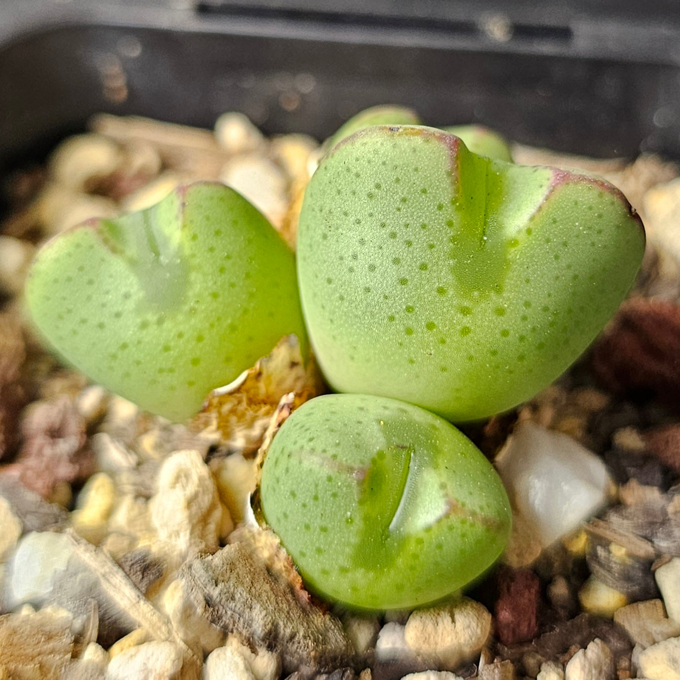 Conophytum bundle – 4 plants (Mixed Miniatures)