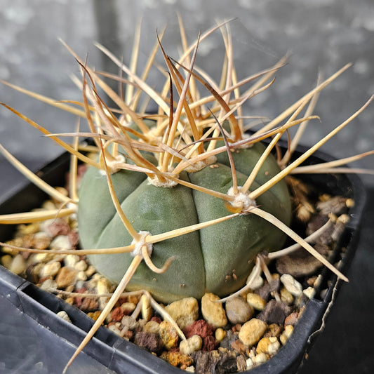 Gymnocalycium armatum, frosty blue body with golden spines, final specimen offered.