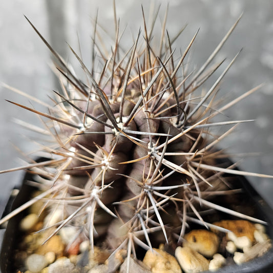 Neochilenia deherdtiana, mature slow-grown Eriosyce with ferocious spines and dark weathered body.