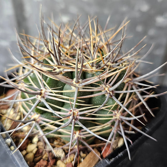 Gymnocalycium bicolor, squat cactus with dense brutal spines, flowering size.