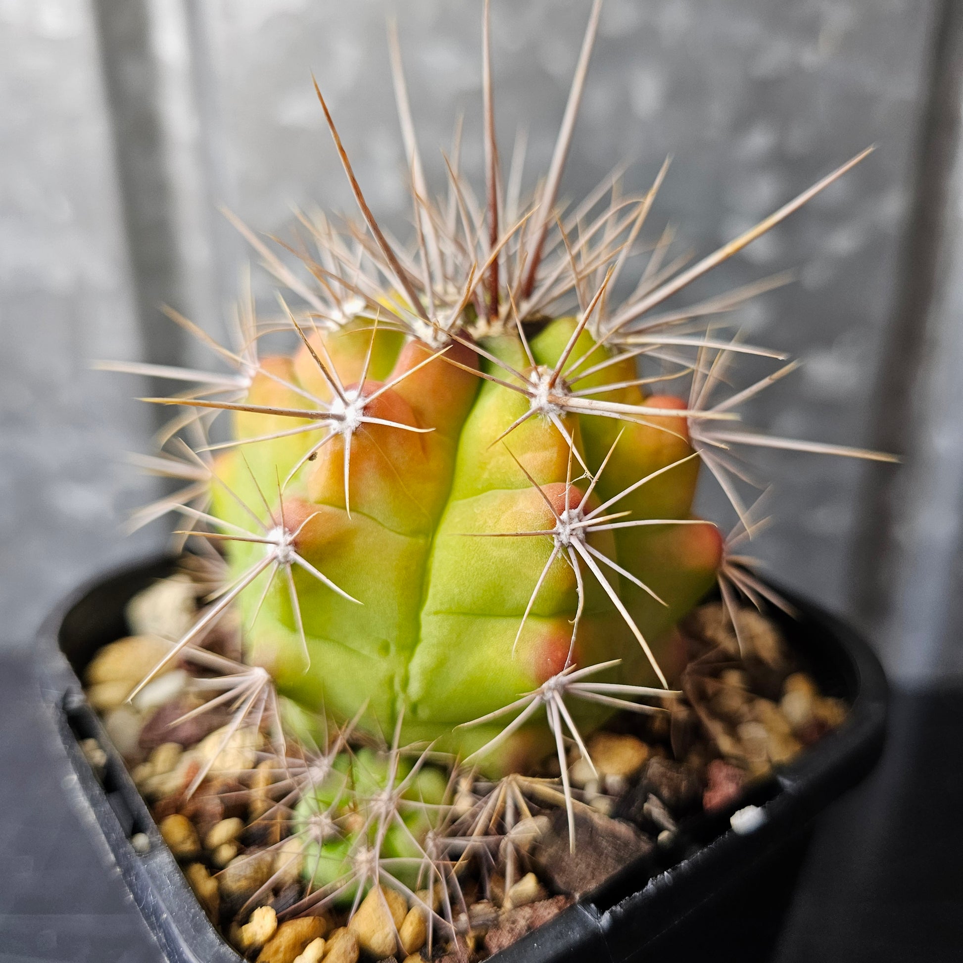 Gymnocalycium paediophilum, lime green body cactus with pups forming at the base.