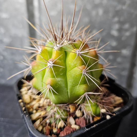 Gymnocalycium paediophilum