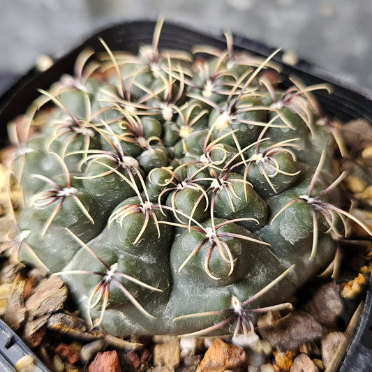 Gymnocalycium Species 2077, ultra low-profile cactus with dark green body and spider-like spines, seed from Ludwig Bercht.
