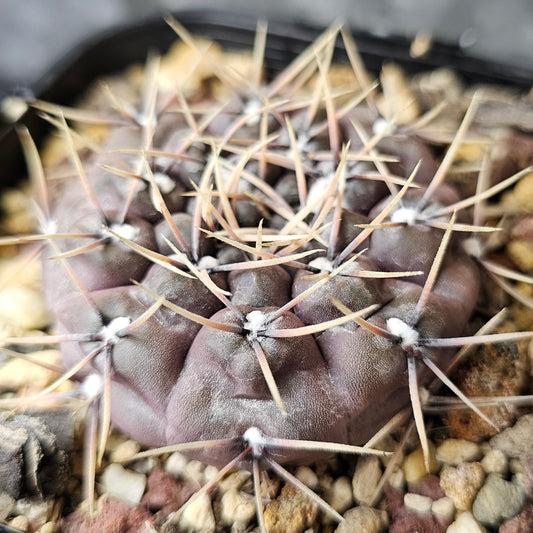 Gymnocalycium keislingii, purple-bodied cactus with sharp spines.