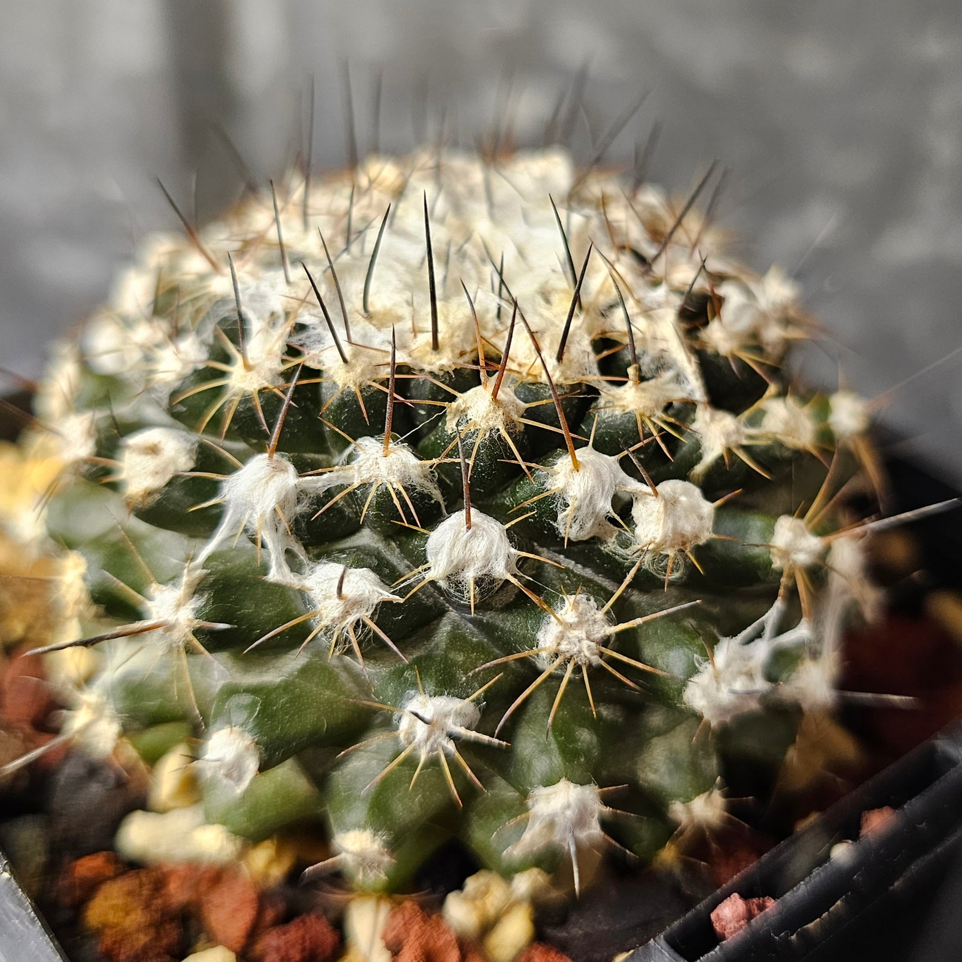 Copiapoa tenuissima, dark-bodied cactus with fine spines and wool.